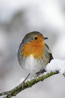 European Robin - in winter - on snowy branch