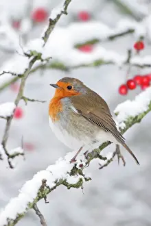 European Robin - in winter - on snowy branch - Cleveland - UK Digital Manipulation: added berries (ROY)