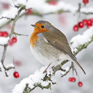 Berries Prints: European Robin - in winter - on snowy branch - Cleveland - UK Digital Manipulation: added berries (ROY)