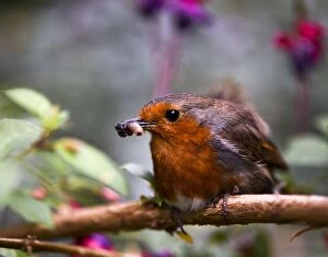 Worm Gallery: European Robin with worm in mouth