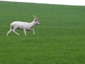 European Roe Deer buck albino - Germany