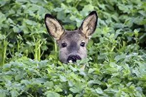 Does Prints: European Roe Deer - doe in mustard crop - Lower Saxony - Germany