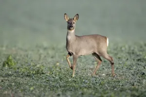 Does Prints: European Roe Deer - doe in oil-seed rape crop - Lower Saxony - Germany