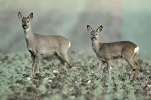 Images Dated 2nd December 2009: European Roe Deer - doe with yearling fawn in oil-seed rape crop - Lower Saxony - Germany