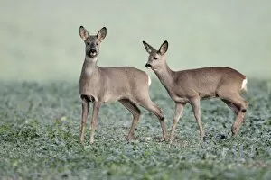 Images Dated 2nd December 2009: European Roe Deer - doe with yearling fawn in oil-seed rape crop - Lower Saxony - Germany