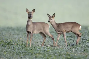 European Roe Deer - doe with yearling fawn in oil-seed rape crop European Roe Deer - doe with yearling fawn in oil-seed rape crop