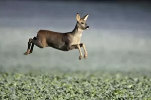 European Roe Deer - leaping in flight across oil-seed rape crop