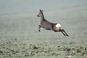 European Roe Deer - leaping in flight across winter corn crop European Roe Deer - leaping in flight across winter corn crop