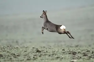 European Roe Deer - leaping in flight across winter corn crop - Lower Saxony - Germany