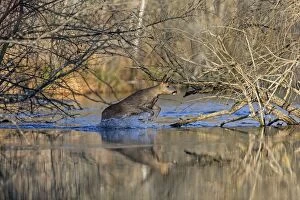 European Roe Deer - swimming through water. Rhine