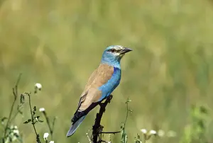Rollers Prints: European Roller