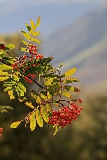 Images Dated 3rd September 2010: European Rowan - berries