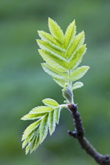 Images Dated 16th March 2008: European Rowan - leaves