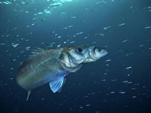 Images Dated 11th January 2017: European Seabass cannibalistic behaviour eating