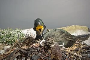 Images Dated 3rd July 2009: European Shag female on nest gaping dur to heat of the day