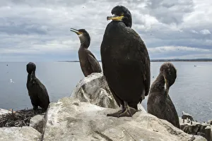 European Shag (Phalacrocorax aristotelis) - nesting on cliffs - Farne Islands, United Kingdom. Date: 12-Jul-16 European Shag (Phalacrocorax aristotelis) - nesting on cliffs - Farne Islands, United Kingdom. Date: 12-Jul-16