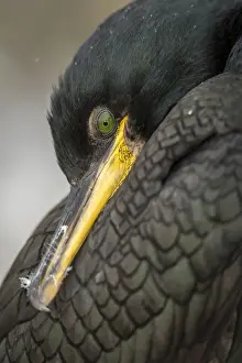 European Shag (Phalacrocorax aristotelis) ~ close portrait ~ Farne Islands, United Kingdom