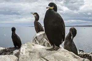 Cormorants Prints: European Shag (Phalacrocorax aristotelis) ~ nesting on cliffs ~ Farne Islands