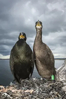 European Shag (Phalacrocorax aristotelis) ~ nesting on cliffs ~ Farne Islands, United Kingdom