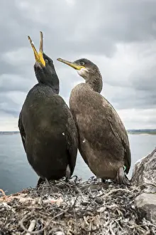 European Shag (Phalacrocorax aristotelis) ~ nesting on cliffs ~ Farne Islands, United Kingdom