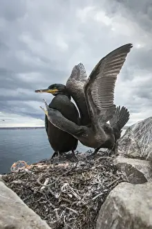 European Shag (Phalacrocorax aristotelis) ~ nesting on cliffs ~ Farne Islands, United Kingdom