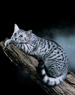 European Silver Spotted Tabby Cat