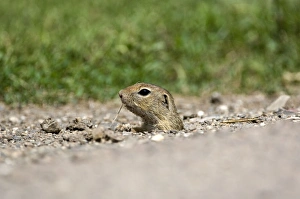 Images Dated 27th June 2008: European souslik - Head poking out of burrow - Bukk National Park - Hungary