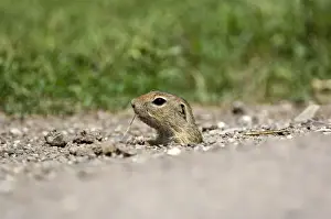 Susliks Prints: European souslik - Head poking out of burrow - Bukk National Park - Hungary