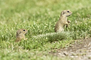Images Dated 27th June 2008: European Souslik - Pair on lookout from near burrow - Bukk National Park - Hungary