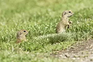 Susliks Prints: European Souslik - Pair on lookout from near burrow - Bukk National Park - Hungary