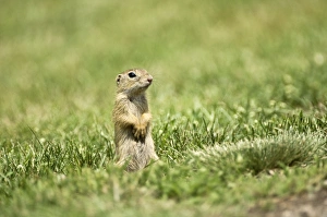 Images Dated 27th June 2008: European Souslik - Standing up facing forward - Bukk National Park - Hungary
