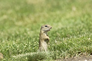 Images Dated 27th June 2008: European Souslik - Standing up giving alarm call - Bukk National Park - Hungary