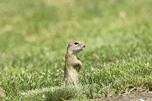 European Souslik - Standing up giving alarm call - Bukk National Park - Hungary