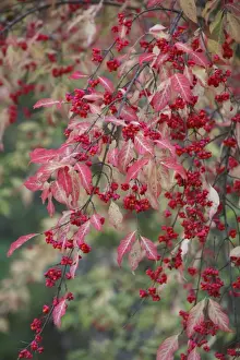 Berries Prints: European Spindle - berries and leaves - autumn - Hessen - Germany