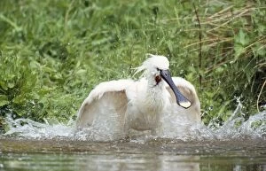 Images Dated 1st February 2007: European Spoonbill - washing