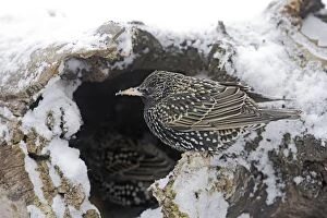 Images Dated 27th February 2005: European Starling - in snow. Alsace - France