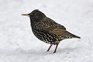 Images Dated 27th February 2005: European Starling - in snow. Alsace - France