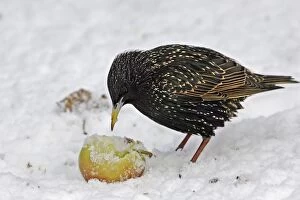 Images Dated 27th February 2005: European Starling - in snow feeding on apple. Alsace - France