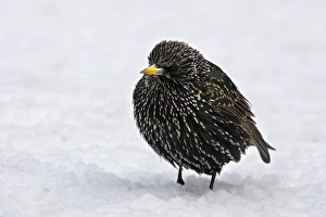 Images Dated 27th February 2005: European Starling - in snow - fluffed up against cold. Alsace - France