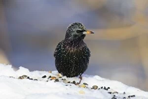 Vulgaris Gallery: European Starling - in snow - winter plumage - January