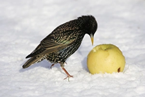 Images Dated 27th February 2005: European Starlings - in snow feeding on apple. Alsace - France