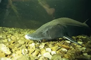 Images Dated 5th July 2010: European Sturgeon
