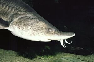 Images Dated 5th July 2010: European Sturgeon - showing barbels (sensors) on nose. Europe