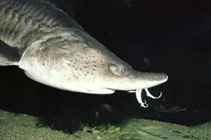 Barbel Prints: European Sturgeon - showing barbels (sensors) on nose. Europe
