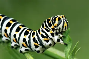 European Swallowtail BUTTERFLY - Larvae / Caterpillar feeding