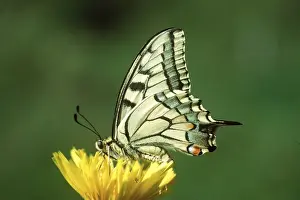 European Swallowtail BUTTERFLY - Male