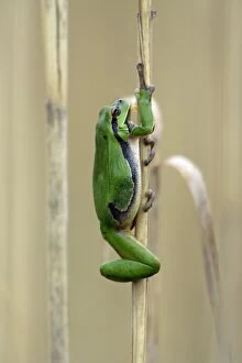 Images Dated 16th April 2006: European Tree Frog- climbing reed stalk, Neusiedler See NP, Austria