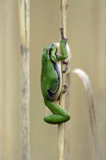 Images Dated 16th April 2006: European Tree Frog- climbing reed stalk, Neusiedler See NP, Austria