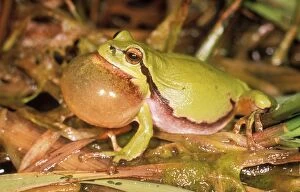 Reptiles & Amphibians Collection: European Tree Frog USH 329 Calling Hyla arborea © Duncan Usher / ardea. com