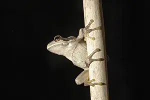 Amphbian Prints: European Treefrog - Alsace - France